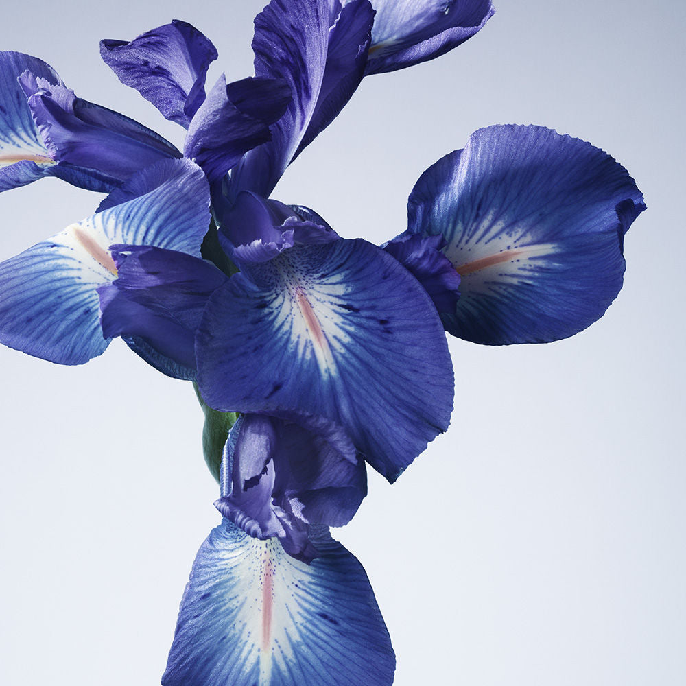 ARMANI PRIVE Iris Bleu Eau De Toilette