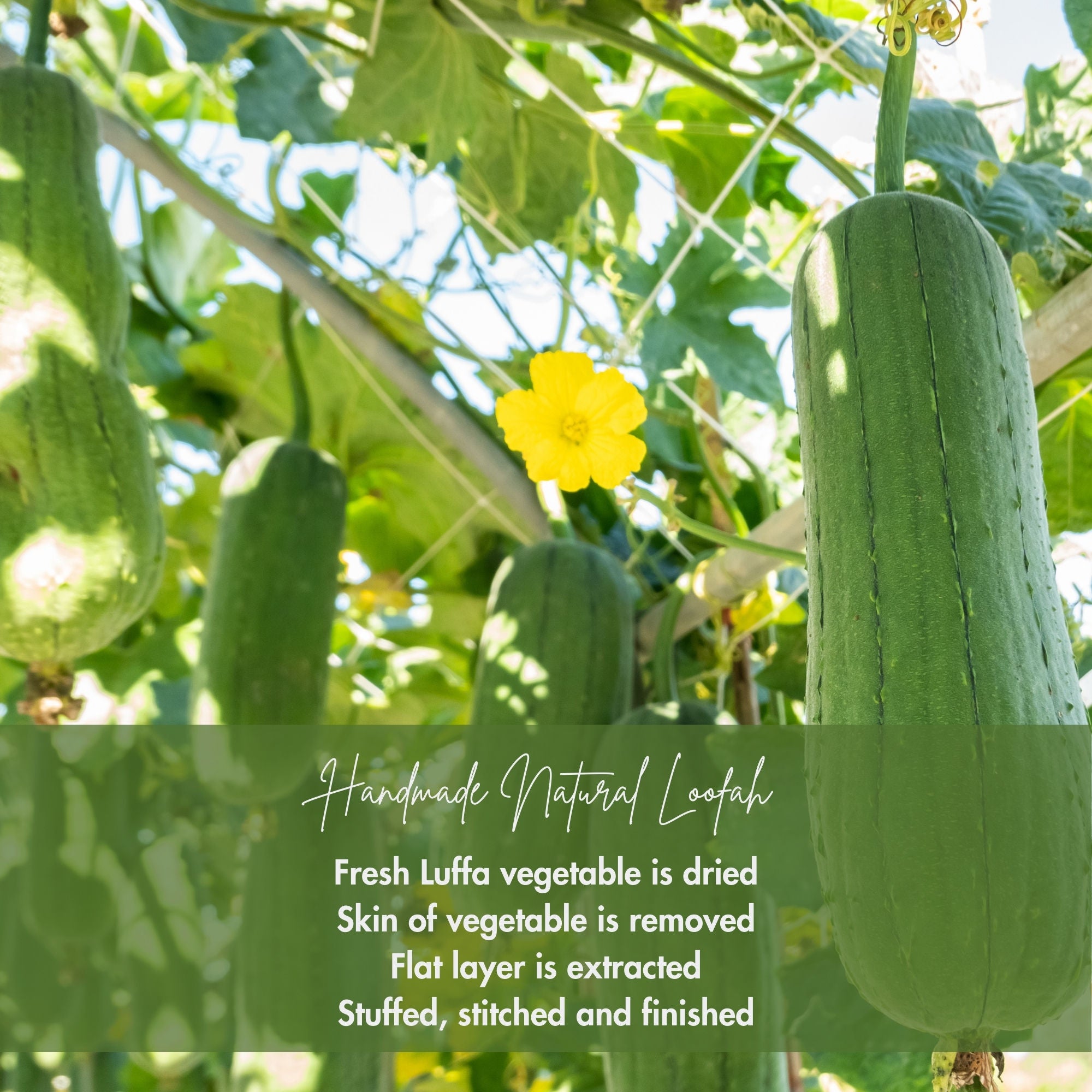 Oval Natural Loofha