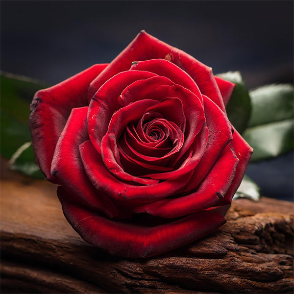 Amor En Rose Perfume