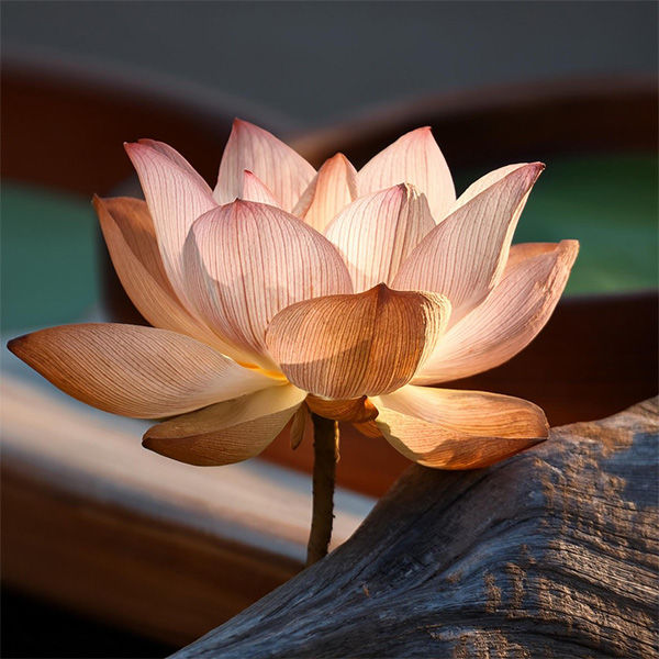 Lotus Aquarelle Perfume For Men