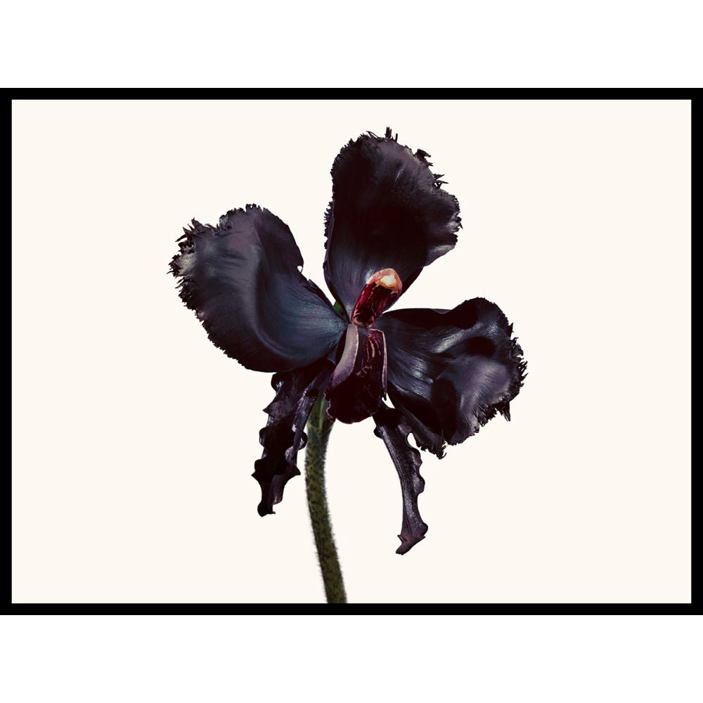 Black Orchid Reserve