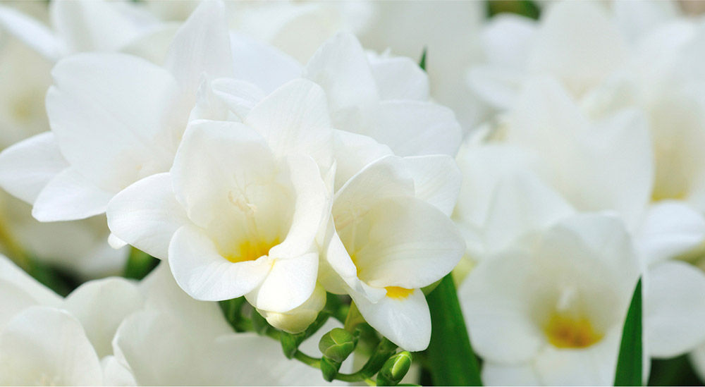 English Pear & Freesia Scent Surround Diffuser